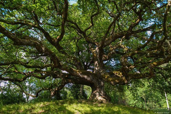 Quercia di Pinocchio